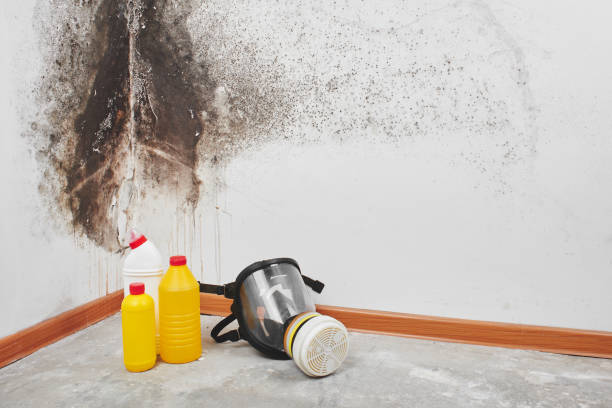 Best Emergency Mold Removal  in Minneapolis, MN