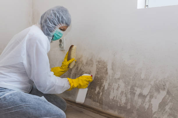 Professional Mold Removal in Minneapolis, MN