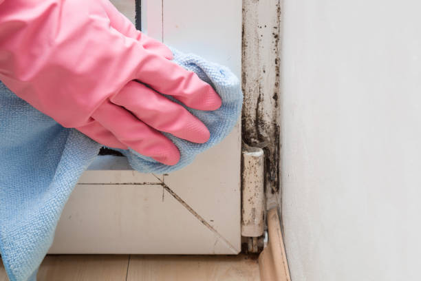 Best Crawl Space Mold Removal  in Minneapolis, MN